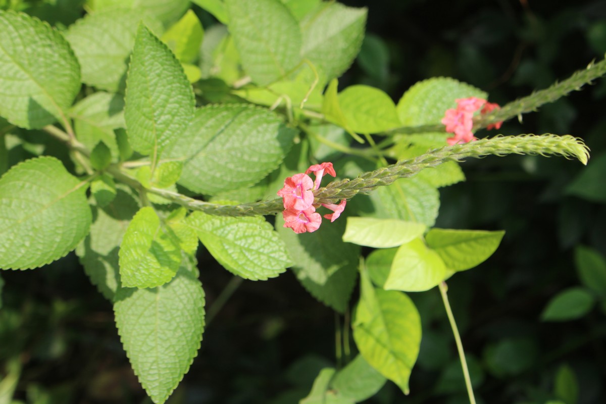 Stachytarpheta mutabilis (Jacq.) Vahl